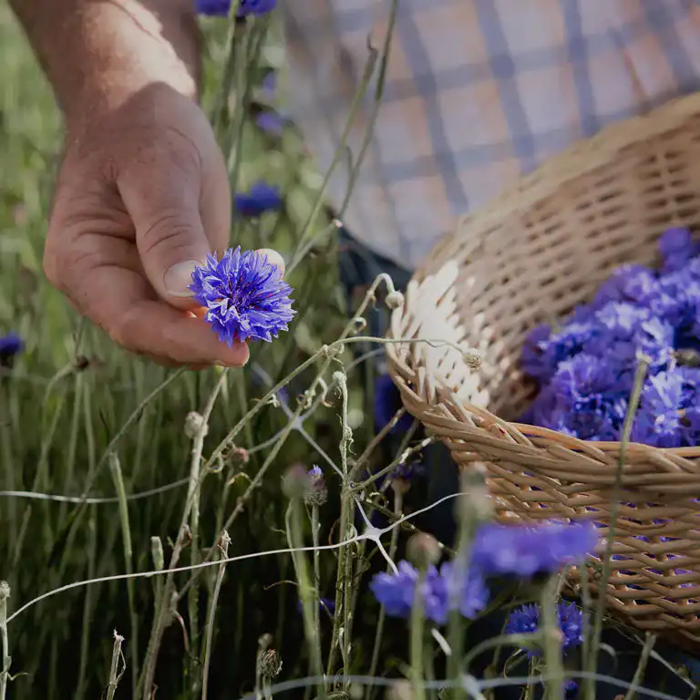 Sostenibilità nel mondo delle tisane: l'impegno da sempre costante di Pompadour per un futuro verde